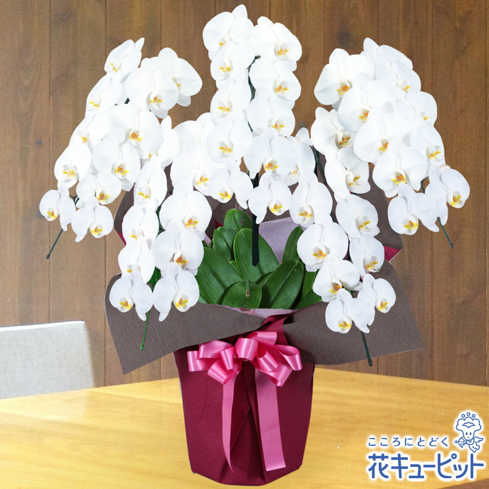 花キューピット【花鉢（胡蝶蘭・洋蘭）】胡蝶蘭　5本立（開花輪白50以上）ピンク系ラッピングhd00-511541 お祝い 記念日 結婚 出産 送別 開店 開業 オープン