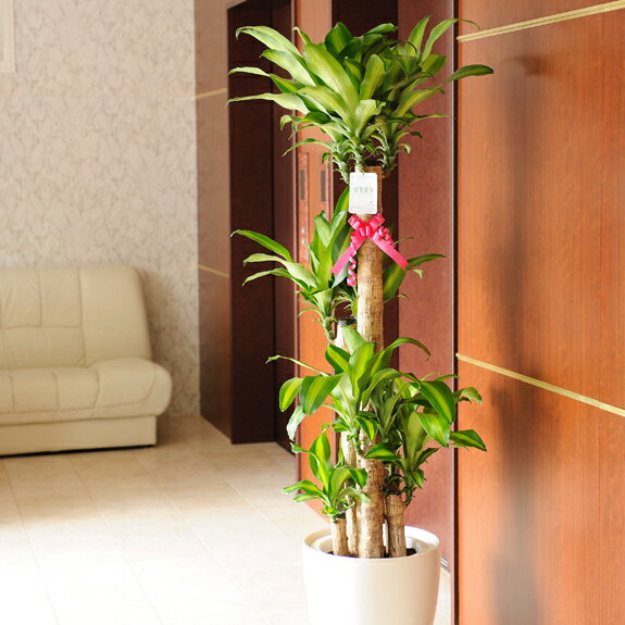 産直　幸福の木（ドラセナ・マッサンゲアナ）10号　※白丸鉢カバー付！　【送料無料】